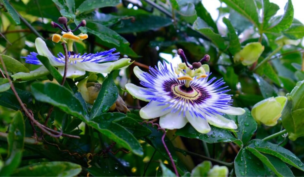Passiflora Caerulea Flower (Blue Passion Flower)
